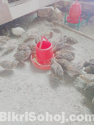 কোয়েল পাখি